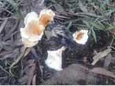  'Bushfires & mushrooms can increase lead concentrations' by Sue Gee