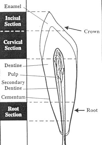 Lead in Deciduous Teeth - Figure 2